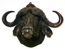 Buffalo